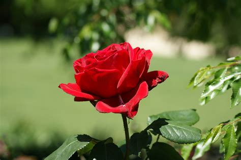 Red rose images pictures - Pink roses blossom on green blurred background close up,... of 100. Search from 199,949 Pink And Red Roses stock photos, pictures and royalty-free images from iStock. Find high-quality stock photos that you won't find anywhere else.